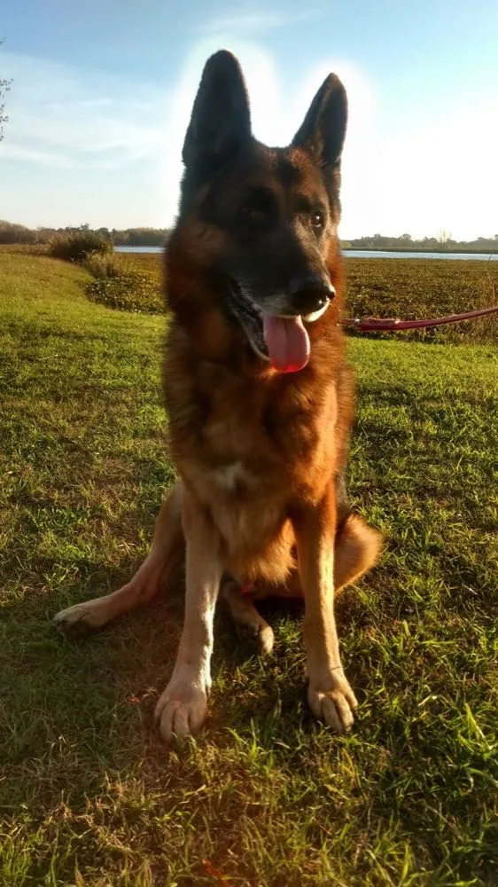 Perro disfrutando de la laguna de San Vicente