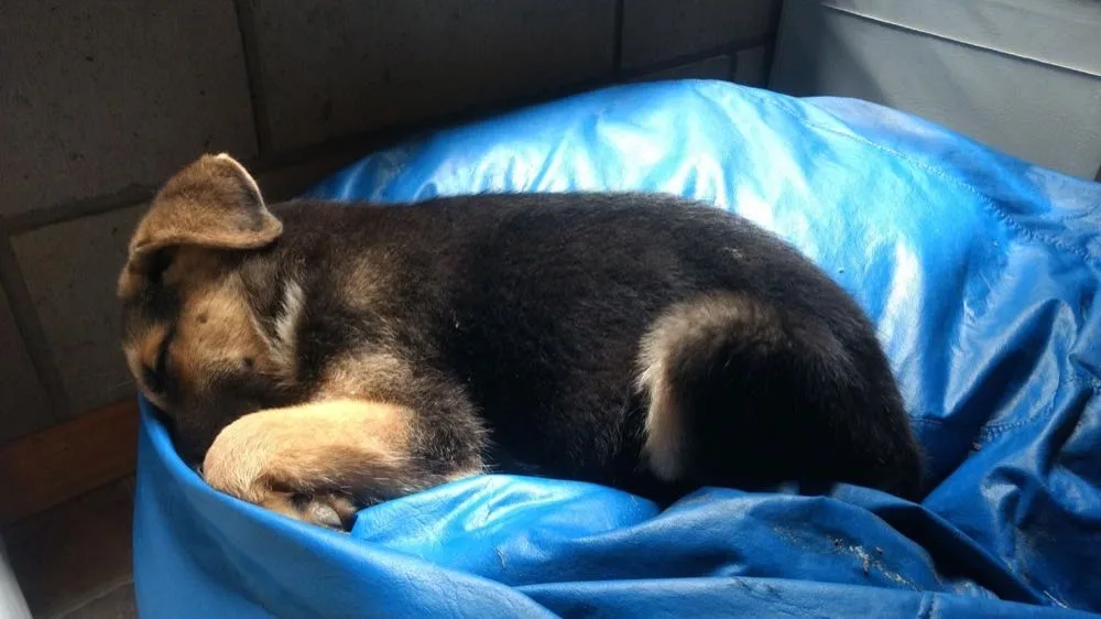 Perro durmiendo plácidamente dentro del alojamiento