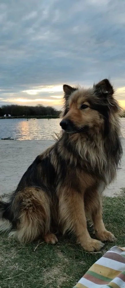 Perro en el agua de la laguna